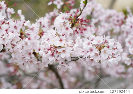 Cherry blossoms in full bloom Cherry blossoms in full bloom 127592444