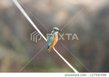 Kingfisher Kingfisher 127592496