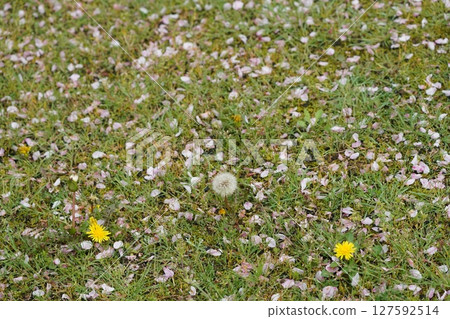 Cherry blossoms petals fell on the lawn Cherry blossoms petals fell on the lawn 127592514