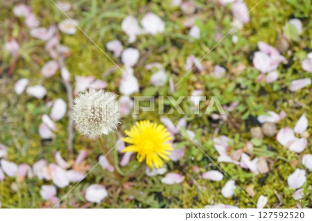 Cherry blossoms petals fell on the lawn 127592520