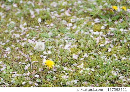 Cherry blossoms petals fell on the lawn 127592521