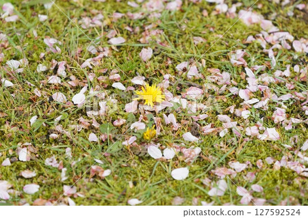 櫻花花瓣落在草坪上 櫻花花瓣落在草坪上 127592524