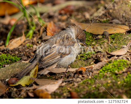 Sparrow young bird walking on the ground 127592724