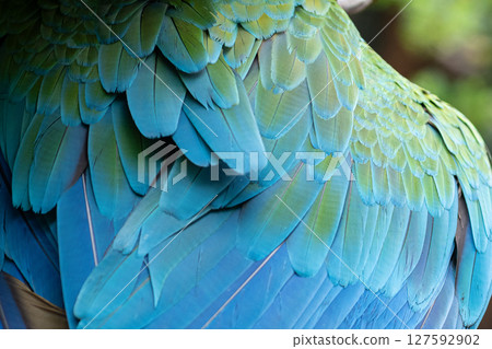 Beautiful winged macaw 127592902