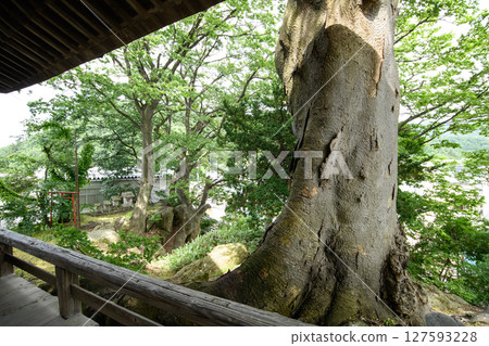 Atago Shrine's giant zelkova tree stands on a rock mass. Natural monument. Yamagata Prefecture. Atago Shrine's giant zelkova tree stands on a rock mass. Natural monument. Yamagata Prefecture. 127593228