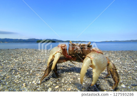 The Seto Inland Sea and the Black Crabs The Seto Inland Sea and the Black Crabs 127593286