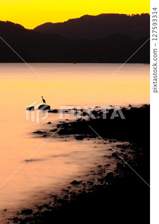 A heron standing on the beach at dusk 127593314