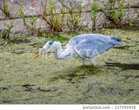  Water heron 127593458