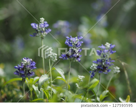 Blue salvia Blue salvia 127593595