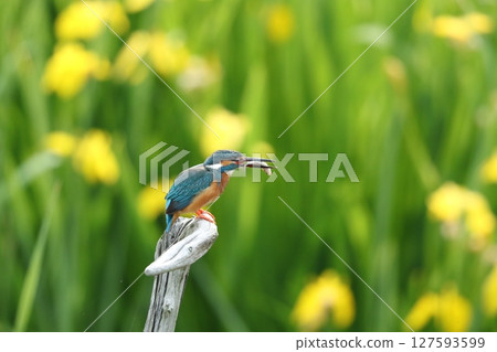 Kingfisher Kingfisher 127593599