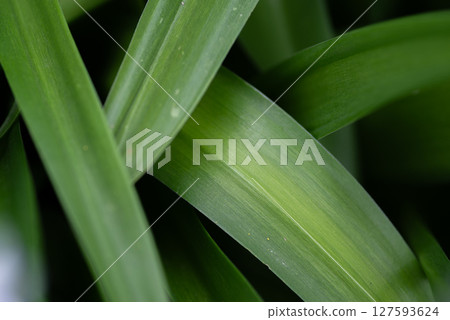 美麗重疊的綠葉 127593624