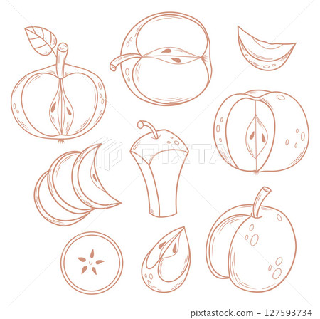 Outline Apples collection. Fruit cut, slice, half and piece. Linear hand drawings. Isolated food elements on white background. Vector illustration. Coloring Page, design, decoration and decor. 127593734