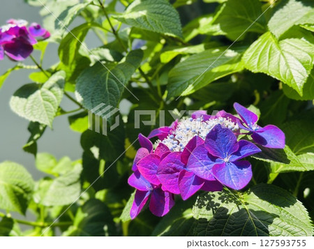 Hydrangea wet in the rain 127593755