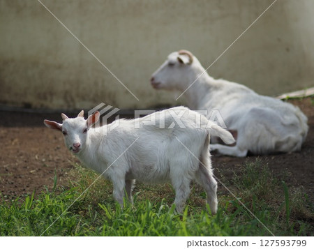 Goat eating grass 127593799