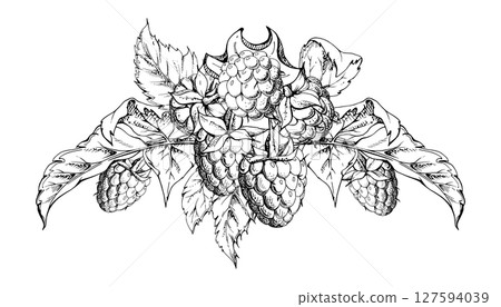 Raspberry berries and leaves bunch cluster group hand drawn in vector ink, ripe forest garden berry. Isolated botanical illustration. Restaurant, dessert menu, wedding, farmers market, fresh groceries Raspberry berries and leaves bunch cluster group hand drawn in vector ink, ripe forest garden berry. Isolated botanical illustration. Restaurant, dessert menu, wedding, farmers market, fresh groceries 127594039