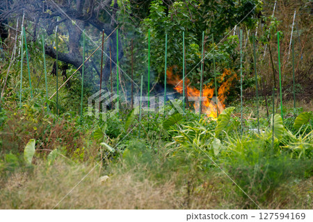 煙霧瀰漫、燃燒的森林 127594169