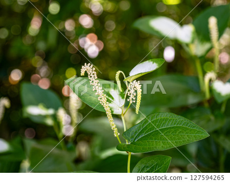 盛開的 Hangeshoe(Hangeshoe)花朵和白色葉子 盛開的 Hangeshoe(Hangeshoe)花朵和白色葉子 127594265