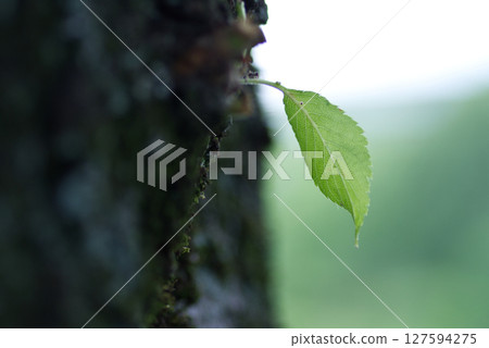 A leaf on a tree A leaf on a tree 127594275