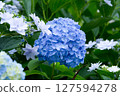 藍色繡球花 127594278