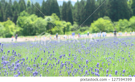 Lavender gardens starting to bloom in Misato Town, Akita Prefecture 127594399
