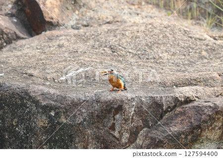 Kingfisher 127594400