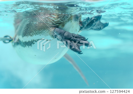 Penguin feet swimming on the water surface 127594424
