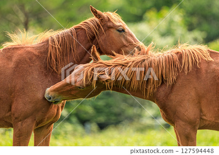 Two horses exchanging gentle affection 127594448