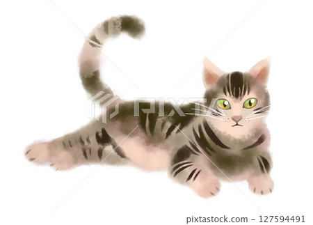 一隻棕色的虎斑貓看著我 一隻棕色的虎斑貓看著我 127594491