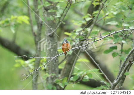 Kingfisher Kingfisher 127594510