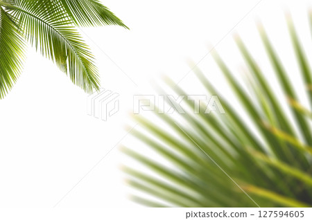 Palm leaf on white background  127594605