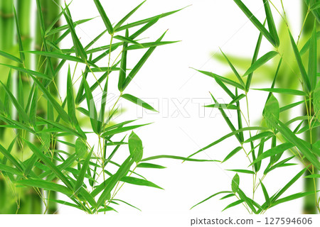 Bamboo leaves on white background  127594606