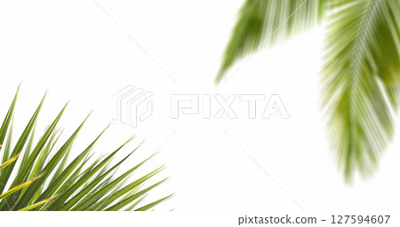 Palm leaf on white background  127594607