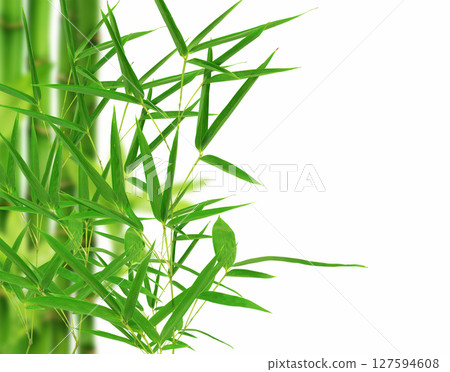 Bamboo leaves on white background  127594608