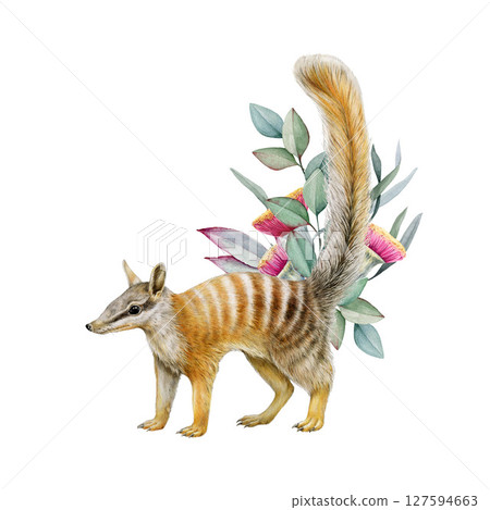 Numbat with eucalyptus flower decor realistic watercolor illustration on white background. Myrmecobius fasciatus marsupial Australia endemic mammal. Small banded anteater Australia native animal Numbat with eucalyptus flower decor realistic watercolor illustration on white background. Myrmecobius fasciatus marsupial Australia endemic mammal. Small banded anteater Australia native animal 127594663