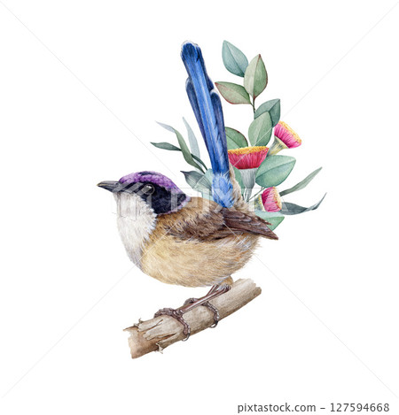Fairy wren bird with eucalyptus floral decoration watercolor painted illustration. Realistic Australian native bird perched on gum-tree twig with flowers. Purple-crowned fairy wren with flower decor 127594668