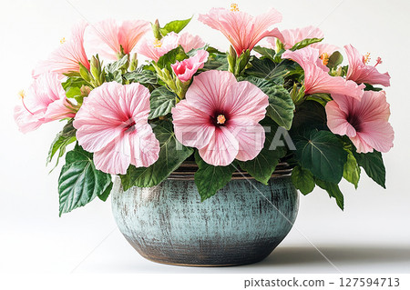 Perfect for interior design. Big Hibiscus bush in vintage pot with fleshy leaves and pink flowers on a white background. Perfect for interior design. Big Hibiscus bush in vintage pot with fleshy leaves and pink flowers on a white background. 127594713
