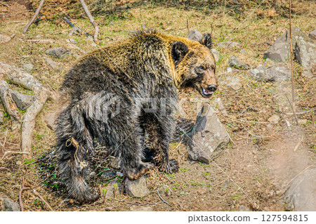 Wild brown bears in Shiretoko, Hokkaido 127594815