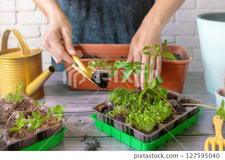 Woman transplants seedlings from plastic backing. Young green seedlings in a special plastic form on a wooden background , woman gardener transplanting seedlings Close up 127595040