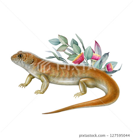 Great desert skink with eucalyptus floral decoration hand drawn illustration. Liopholis kintorei Australia native bright reptile. Australian endemic desert lizard with gum-tree decor 127595044