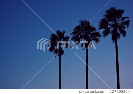 Blue sky and palm tree 127595264
