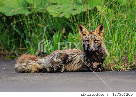 The Mysterious Cross Fox that Appeared in the Northern Lands The Mysterious Cross Fox that Appeared in the Northern Lands 127595269