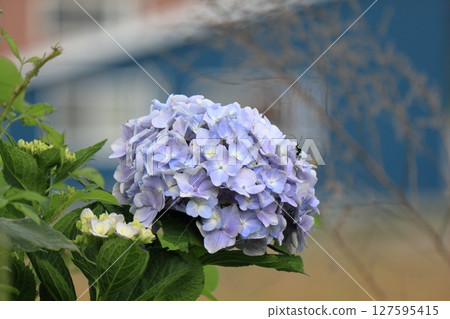 繡球花 127595415
