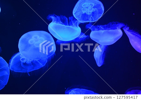 Fukuoka Marine World Jellyfish Fukuoka Marine World Jellyfish 127595417