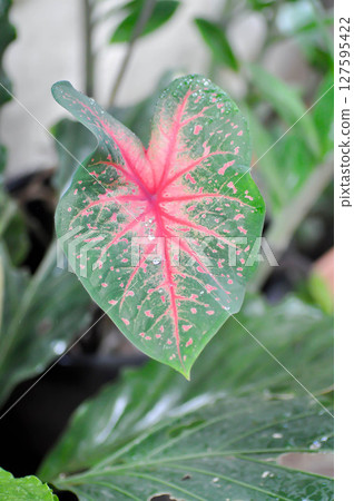 Caladium, Caladium Bicolor Vent or Caladium bicolor and rain raindrop 127595422