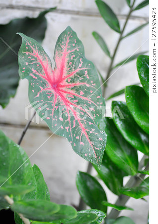 Caladium, Caladium Bicolor Vent or Caladium bicolor and rain raindrop Caladium, Caladium Bicolor Vent or Caladium bicolor and rain raindrop 127595423