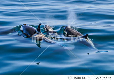 The King of the Northern Seas: A Family of Killer Whales 127595526