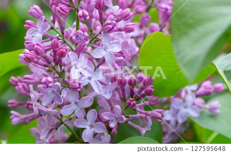 Lilac flowers (Syringa) . Summer purple background with lilac flowers. Lilac flowers (Syringa) . Summer purple background with lilac flowers. 127595648