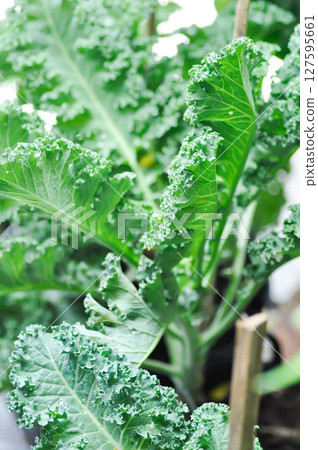Kale , Brassicaceae or Brassica Oleracea plant 127595661