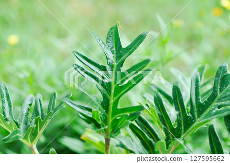 Philodendron Xanadu, Philodendron xanadu Croat or Mayo and J Boos and rain droplet 127595662