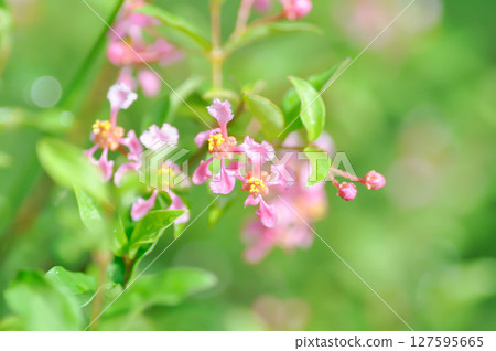 Acerola, Barbados Cherry or glabra or Malpighia or Malpighia glabra or malpighia punicifolia or Manzanita, Marcello Malpighi or Wild Crapemyrtle Acerola, Barbados Cherry or glabra or Malpighia or Malpighia glabra or malpighia punicifolia or Manzanita, Marcello Malpighi or Wild Crapemyrtle 127595665